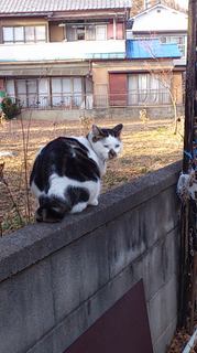 funaブサ猫.jpg
