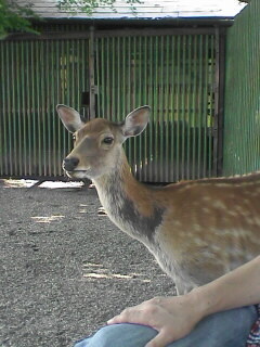 funa奈良公園の住人.jpg